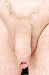 Membo1 cock and