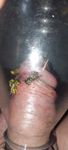 Brutal pain cbt insertion bdsm extrem pervers wasp sting coc
