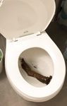 My huge turd