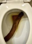 My huge turd