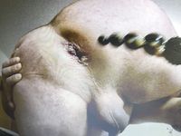 This is a man‘s ass