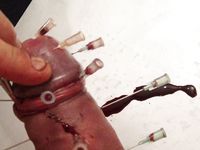 Nadeln durch Schwanz  Needles through Cock CBT Hart!