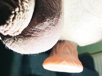 Membo1 arse with big Lovetoy dildo