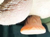 Membo1 arse with big Lovetoy dildo