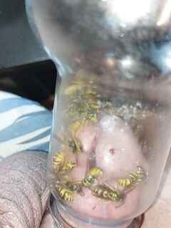 Brutal pain cbt insertion bdsm extrem pervers wasp sting coc