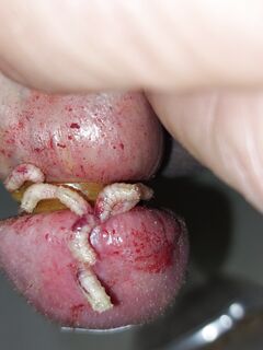 Futter für  hungrige maggots  extrem pervers