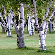 Birch2