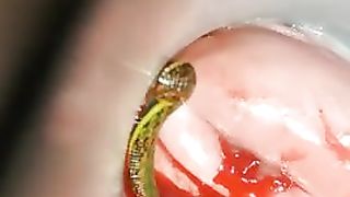 Leeches in her pussy