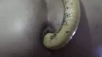 Search Results for live snake in pussy