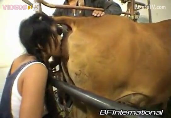 Eating cow shit