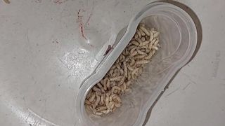Futter für hungrige maggots extrem pervers