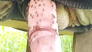 Pain cbt insertion bdsm pervers mosquitos