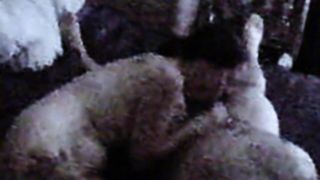 Mature sucking cock for facial