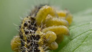 Freaky Fetish With Bees - Melissophilia