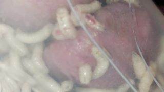 Bizarre cbt insertion bdsm pervers maggots