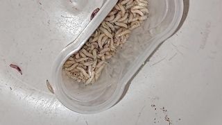 Bizarre cbt insertion bdsm pervers maggots