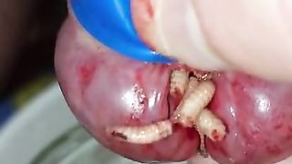 Bizarre cbt insertion bdsm pervers maggots