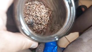 Bizarre cbt insertion bdsm pervers maggota