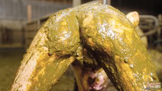 Maria Anjel Delightful Moment In Cowshit