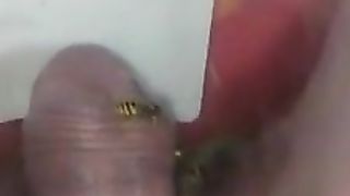 Bizarre cbt insertion bdsm pervers wasp
