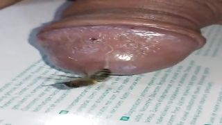 Bizarre cbt insertion bdsm pervers