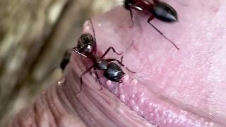 Ants eating cock