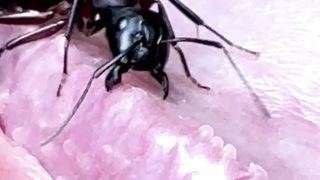Ants eating cock