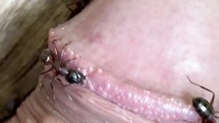 Ants eating cock