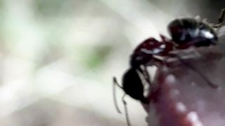Ants eating cock
