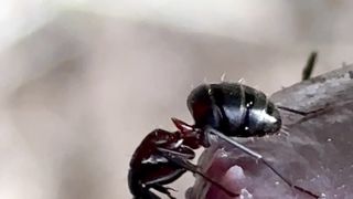 Ants eating cock