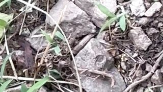 Ants eating cock