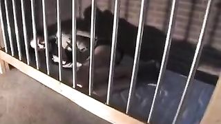 Pet girl in cage 49