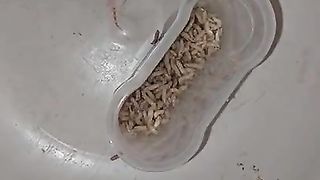 Bizarre cbt insertion bdsm pervers insect