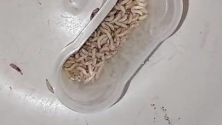 Bizarre cbt insertion bdsm pervers insect