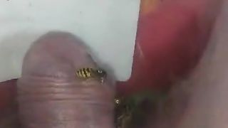 Bizarre cbt insertion bdsm pervers wasp