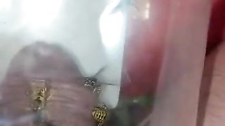 Bizarre cbt insertion bdsm pervers wasp