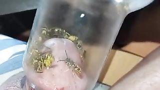 Bizarre cbt insertion bdsm pervers wasp