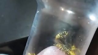 Bizarre cbt insertion bdsm pervers wasp