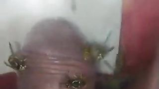 Bizarre cbt insertion bdsm pervers wasp
