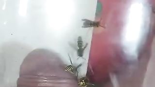 Bizarre cbt insertion bdsm pervers wasp