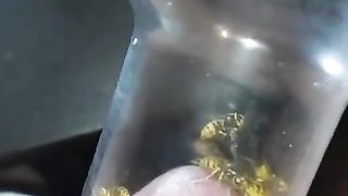 Bizarre cbt insertion bdsm pervers wasp
