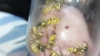 Bizarre cbt insertion bdsm pervers wasp