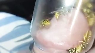 Bizarre cbt insertion bdsm pervers wasp